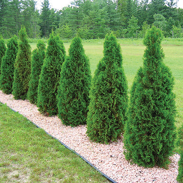 Thuja occidentalis - White Cedar