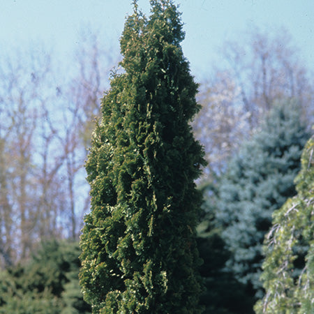 Thuja occidentalis 'Degroots Spire' - Degroot's Spire Cedar