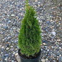 Thuja occidentalis 'Thusid4' - Emerald  Petite Cedar