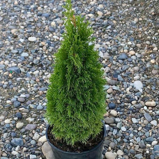 Mini Tuja Thuja occidentalis 'Thusid4' - Emerald Petite Cedar | hillennursery