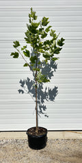 Liriodendron tulipefera - Tulip Tree