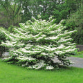 Viburnum plicatum tom.'Summer Snowflake' - Summer Snowflake Viburnum