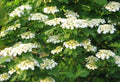 Viburnum trilobum - American Highbush Cranberry