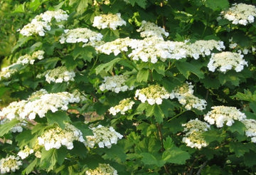 Viburnum trilobum - American Highbush Cranberry