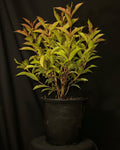 Weigela hybrida 'WG18-06' - Prism™ Magic Carpet Weigela