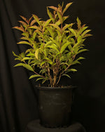Weigela hybrida 'WG18-06' - Prism™ Magic Carpet Weigela
