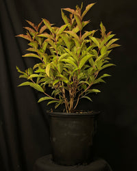 Weigela hybrida 'WG18-06' - Prism™ Magic Carpet Weigela