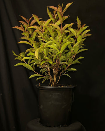 Weigela hybrida 'WG18-06' - Prism™ Magic Carpet Weigela