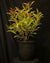 Weigela hybrida 'WG18-06' - Prism™ Magic Carpet Weigela