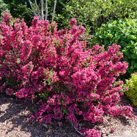 Weigela florida 'SMNW9RB' - Sonic Bloom® Punch Weigela