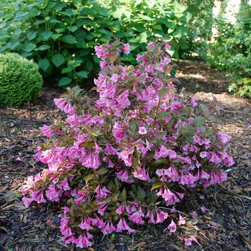 Weigela florida 'SMNWFG' - Sonic Bloom® Wine Weigela