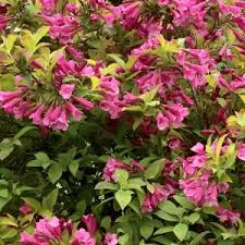 Weigela hybrida 'WG18-06' - Prism™ Magic Carpet Weigela