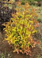Weigela hybrida 'WG19-109' - Prism™ Firebird Weigela