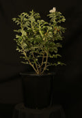 Rosa rugosa 'Alba' - White Rugosa Rose