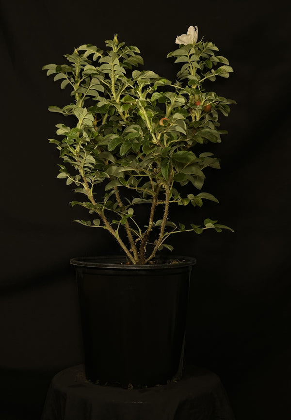 Rosa rugosa 'Alba' - White Rugosa Rose