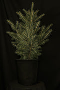 Picea glauca - White Spruce