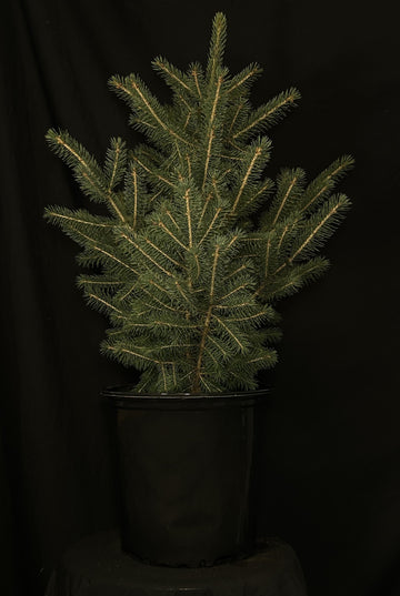 Picea glauca - White Spruce