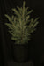 Picea glauca - White Spruce