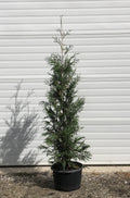 Thuja occidentalis 'Wintergreen' - Wintergreen Cedar