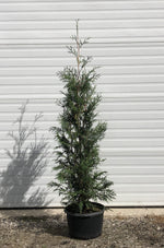 Thuja occidentalis 'Wintergreen' - Wintergreen Cedar