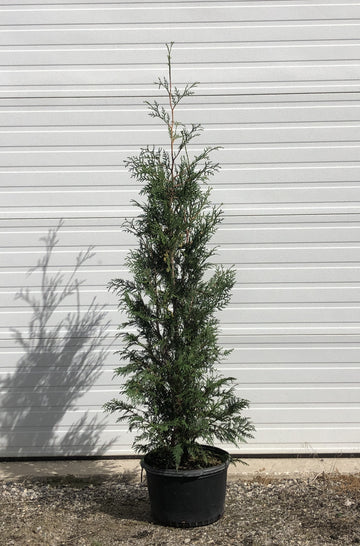 Thuja occidentalis 'Wintergreen' - Wintergreen Cedar
