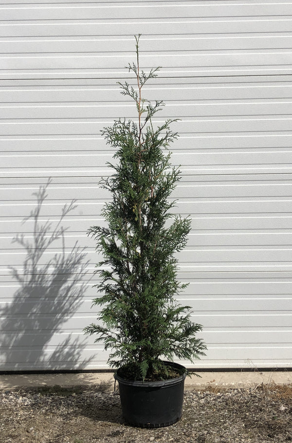 Thuja occidentalis 'Wintergreen' - Wintergreen Cedar