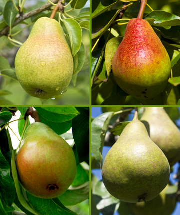 Pyrus pyrifolia Combo Asian Pear - Asian Pear Combo