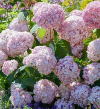 Hydrangea arborescens 'Candybelle Bubblegum' - Candybelle Bubblegum Hydrangea