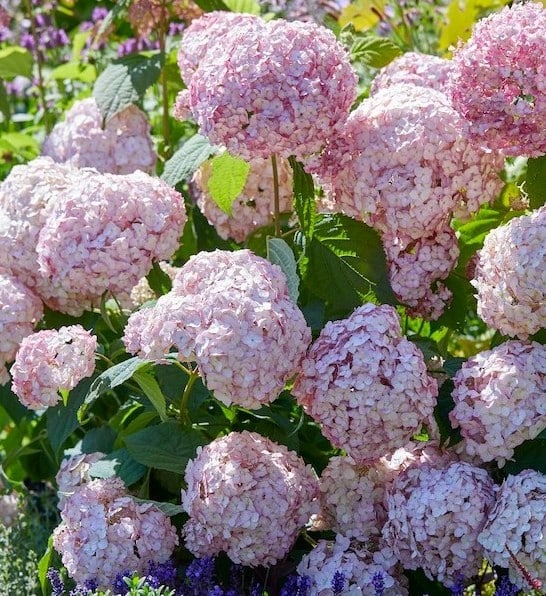 Hydrangea arborescens 'Candybelle Bubblegum' - Candybelle Bubblegum Hydrangea