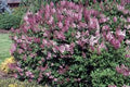 Syringa patula 'Miss Kim' - Miss Kim Lilac