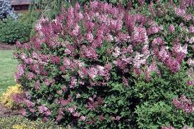 Syringa patula 'Miss Kim' - Miss Kim Lilac
