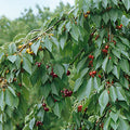 Prunus Combo Cherry - Cherry Combo