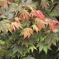Acer Palmatum 'Twombly's Red Sentinel' - Twombly's Red Sentinel Japanese Maple