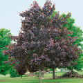 Acer platanoides 'Royal Red' - Royal Red Norway Maple