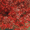 Acer Rubrum - Red Maple