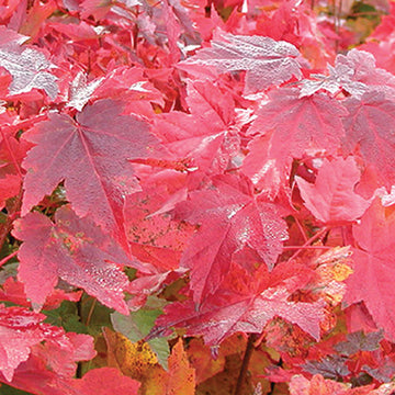 Acer rubrum 'Brandywine' - Brandywine Red Maple