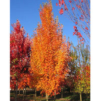 Acer rubrum 'JFS-KW78' - Armstrong Gold® Columnar Maple Low Branch ...