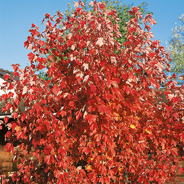 Acer rubrum 'October Glory' - October Glory Red Maple
