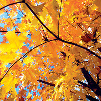 Acer saccharum 'Bailsta' - Fall Fiesta® Sugar Maple