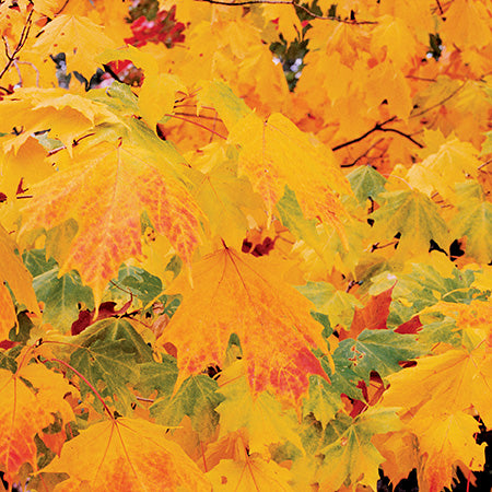 Acer saccharum 'Green Mountain' - Green Mountain Sugar Maple ...