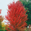 Acer x Freemanii 'Jeffersred' - Autumn Blaze® Maple