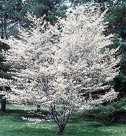 Amelanchier 'Autumn Brilliance' Single Stem - Autumn Brilliance Serviceberry