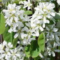 Amelanchier Alnifolia - Saskatoon Serviceberry