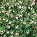 Arctostaphylos Uva-Ursi 'Massachusetts' - Common Bearberry