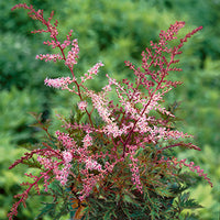 Astilbe 'Delft Lace' - Delft Lace Astilbe