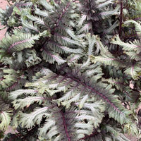 Athyrium nipponicum 'Crested Surf' - Crested Surf Japanese Painted Fern