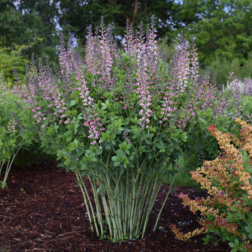 Baptisia hybrid 'Pink Truffles' - Pink Truffles False Indigo