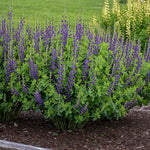 Baptisia hybrid 'Sparkling Sapphires' - Decadence® 'Sparkling Sapphires' False Indigo