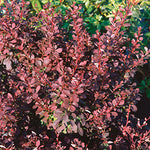 Berberis Thunbergii 'Bailone' - Ruby Carousel® Barberry