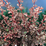 Berberis thunbergii 'Rose Glow' - Rose Glow Barberry